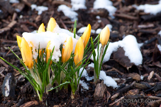 Crocuses in Snow