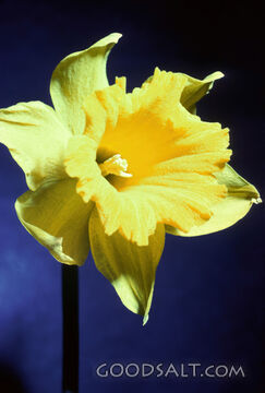 single blooming yellow flower