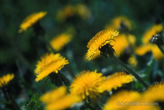 dandelions