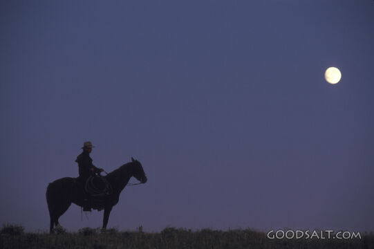 A rider and horse riding in the moonlight.