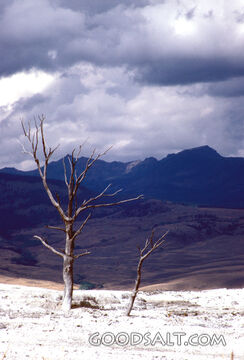 Dead Tree in the Desert