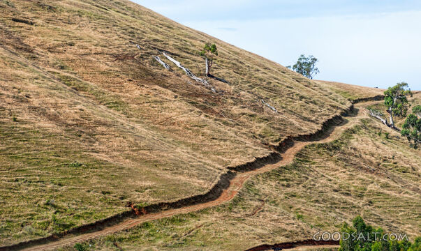 Deep winding cattle track in  farm paddock.