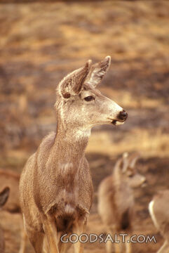 A group of deer looking to the right.