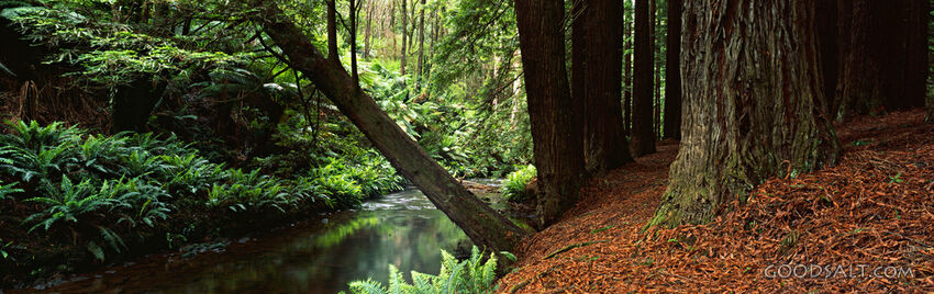 Dense Forest With Stream