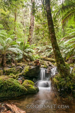 Dense rainforest surrounding small stream with rocks and moss.
