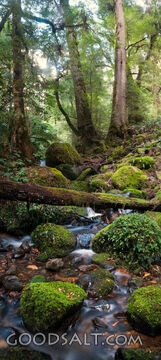 Dense rainforest surrounding small stream with rocks and moss.