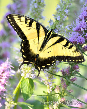 Diagonal Butterfly