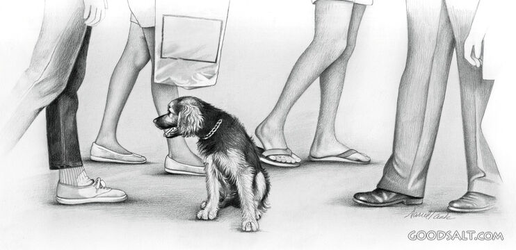 Dog and People Walking Around
