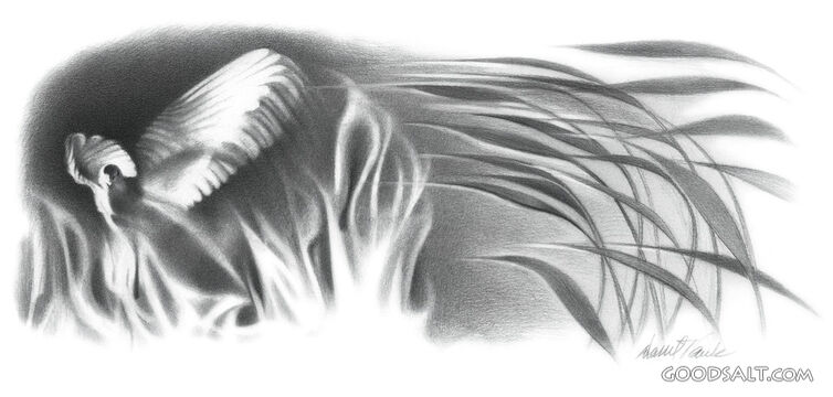 Dove in Firery Grass