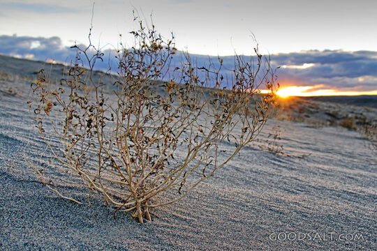 Dry Bush in the Desert