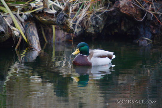 Duck Floating in Water