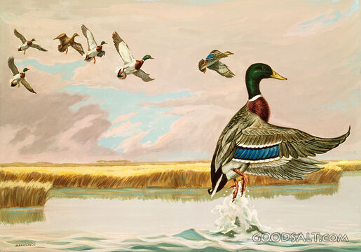 Ducks