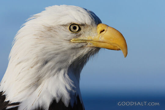 Eagle Close-Up