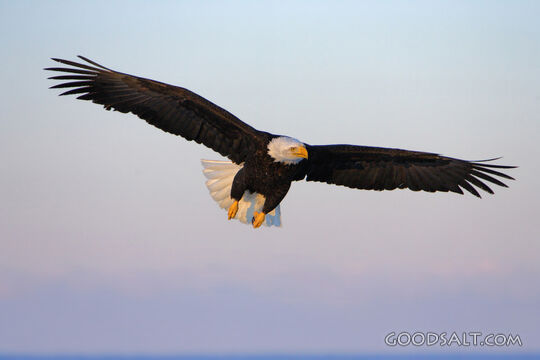 Eagle Flying