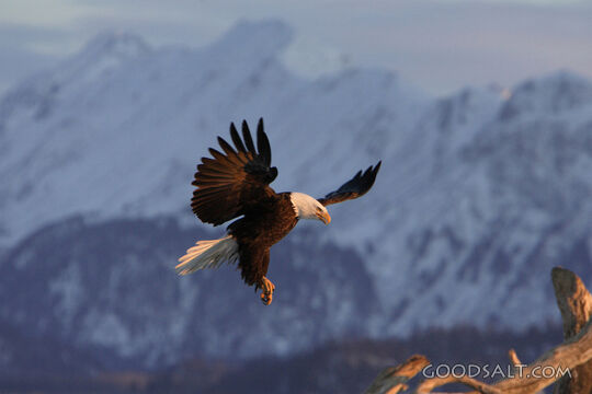 Eagle Landing