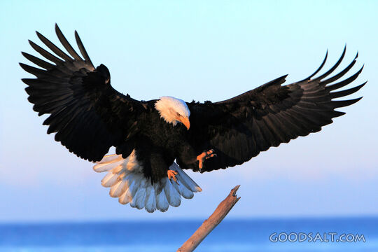 Eagle Landing on a Branch