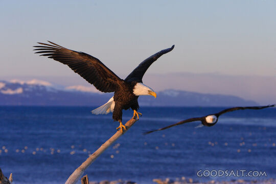 Eagle on a Branch