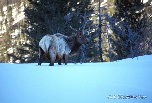 Elk in the Snow