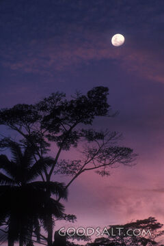 Moon Over Evening Palms