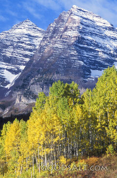 Fall Trees With Large Mountains