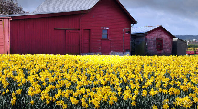 Farm Flowers