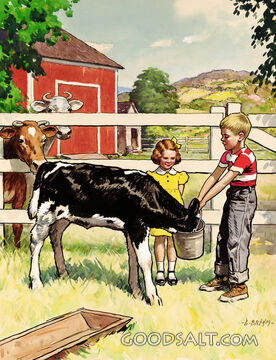 Feeding Calf