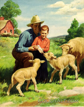 Feeding Lambs