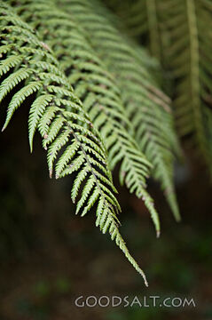 Fern Close-Up