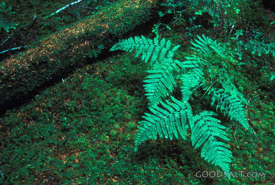 ferns in rain forest setting