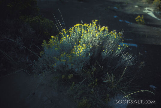 Field Grasses
