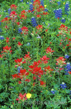Field of Blue and Red Wildflowers