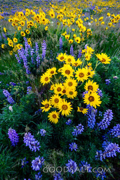 Field of Flowers