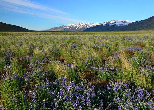 Fields of Lupines