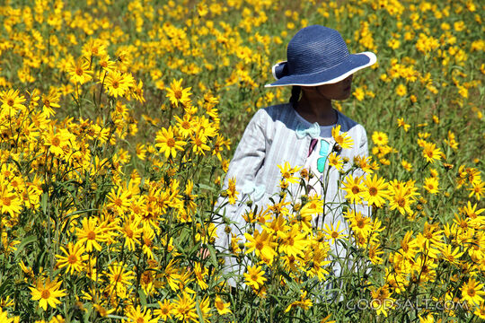 Fielf of Flowers
