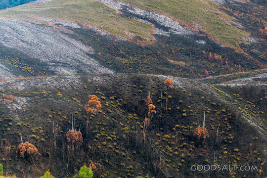 Fire damaged land.