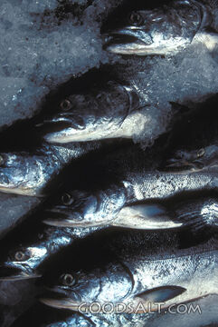 Fish on Ice
