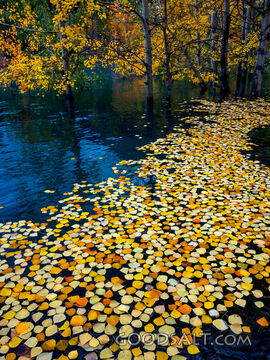 Floating Aspen Carpet