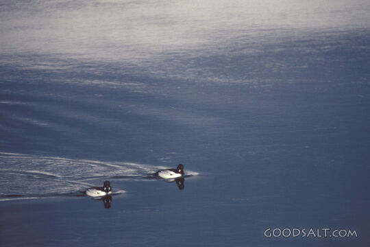 Ducks Gliding Across Still Waters
