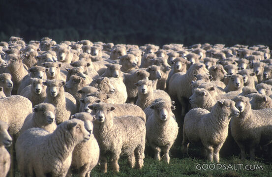 Flock of Sheep