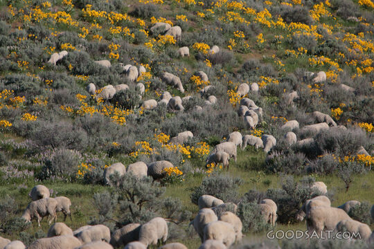 Flock of Sheep