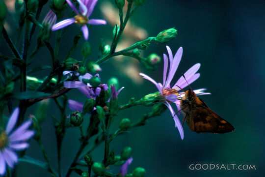 butterfly on a purple flower petal