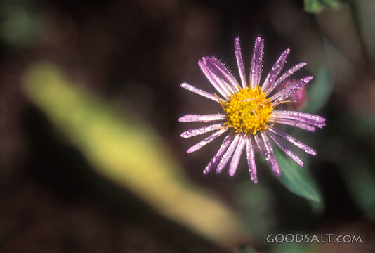 Dew on a Morning Wildflower