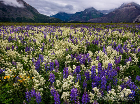 Flower Meadow
