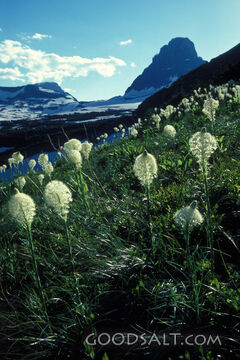 flowered mountain meadow
