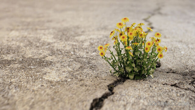 Flowers growing through cracks.