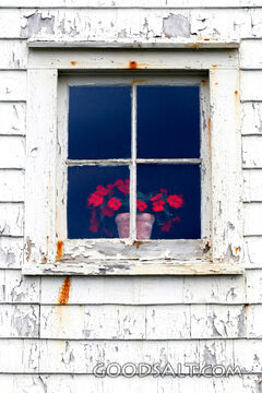 Flowers in the Window