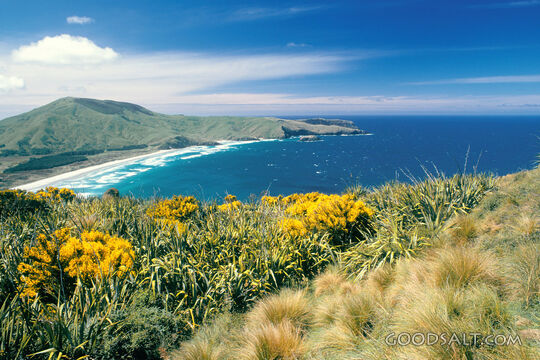 Flowers Overlooking Coast