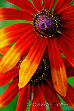 Flowers With Purple Centers