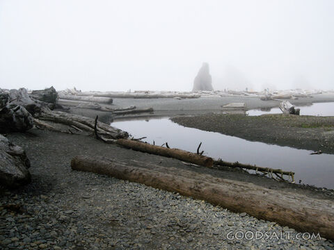 Foggy Coast