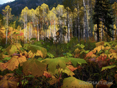 Forest Floor